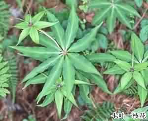 重樓